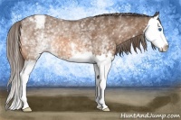Horse Color:White Spotted Buckskin Splash Appaloosa 