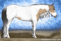 Horse Color:Buckskin Dun Tobiano Frame 