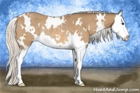 Horse Color:White Spotted Silver Buckskin Splash Appaloosa Rabicano