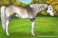 Horse Color:Liver Red Onyx Sabino Splash