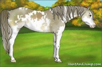 Horse Color:White Spotted Liver Red Dun Sabino Splash 