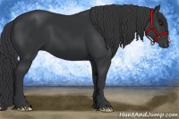 Horse Color:Black 