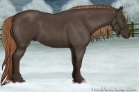 Horse Color:Liver Red Roan 