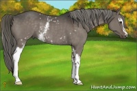Horse Color:White Spotted Liver Red Dun Sabino Rabicano 