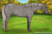 Horse Color:Silver Blue Roan