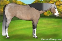 Horse Color:Bay Roan Dun Splash Rabicano Brindle