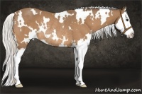 Horse Color:White Spotted Silver Buckskin Sabino Splash Rabicano 