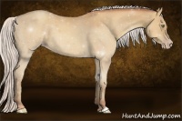 Horse Color:Silver Sable Champagne 