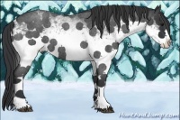 Horse Color:White Spotted Blue Roan 