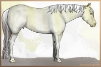 Horse Color:Amber Champagne Splash Tobiano Rabicano 