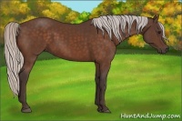Horse Color:Silver Bay 