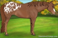 Horse Color:Chestnut Appaloosa 