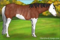 Horse Color:Brown Splash Rabicano 