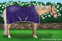 Horse Color:Silver Amber Champagne 