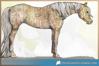 Horse Color:White Spotted Liver Chestnut Mushroom Sabino and Gold Champagne Mushroom