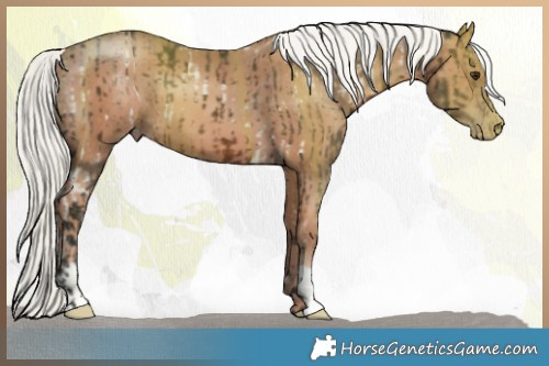 Horse Color:White Spotted Liver Chestnut Mushroom  and Gold Champagne Mushroom 