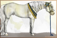 Horse Color:White Spotted Liver Red Onyx Sabino Splash