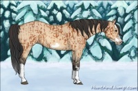 Horse Color:Bay Splash Frame  and Bay Dun Splash Frame 