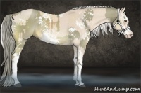 Horse Color:White Spotted Chocolate Palomino Dun Sabino and Cremello Sabino