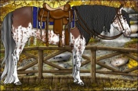 Horse Color:Bay Splash Frame  and Bay Splash Frame 