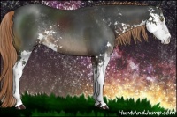 Horse Color:Liver Chestnut Sabino Rabicano 