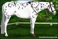 Horse Color:Black Splash Frame Appaloosa