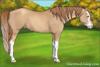 Horse Color:Gold Champagne Sabino Splash 