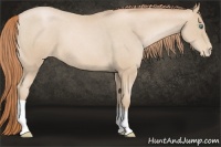 Horse Color:Smoky Black Pearl Appaloosa 