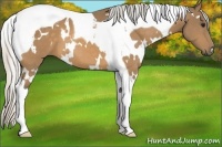 Horse Color:White Spotted Silver Buckskin Tobiano 
