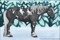 Horse Color:White Spotted Silver Black Chinchilla Sabino 