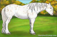 Horse Color:Gold Cream Champagne Appaloosa  and Gray Gold Cream Champagne Appaloosa 