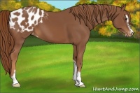 Horse Color:Chestnut Sabino Appaloosa