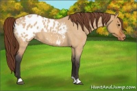 Horse Color:Bay Roan Dun Appaloosa