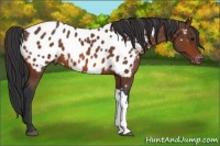 Horse Color:Bay Appaloosa Rabicano 