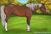 Horse Color:Silver Bay 