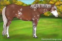 Horse Color:Chocolate Silver Brown Sabino