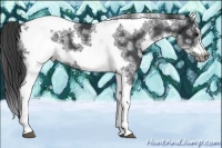 Horse Color:White Spotted Black Splash Tobiano Frame Appaloosa