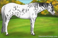 Horse Color:White Spotted Black Splash Tobiano Frame Near Leopard 