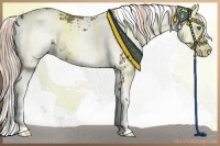 Horse Color:Liver Chestnut Sabino Splash