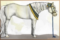 Horse Color:Liver Chestnut Sabino Splash 