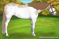 Horse Color:White Spotted Bay Dun Splash Frame Appaloosa Rabicano 