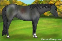 Horse Color:Black Sabino Rabicano 