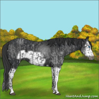Horse Color:Black Splash Frame  and Black Splash Frame 