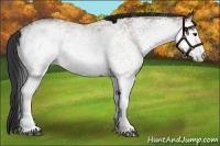 Horse Color:White Spotted Bay 