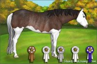 Horse Color:Gray Brown Splash Appaloosa Rabicano 