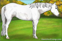 Horse Color:Gray Buckskin Splash Tobiano 