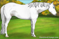 Horse Color:Gray Buckskin Splash Tobiano 
