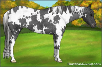 Horse Color:Gray White Spotted Black Appaloosa 