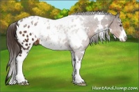 Horse Color:White Spotted Liver Chestnut Sabino Appaloosa 