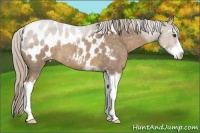 Horse Color:Chocolate Palomino Roan Sabino Appaloosa 
